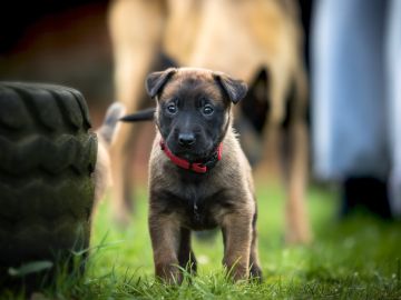 Aleja a los perros de las llantas de tu auto