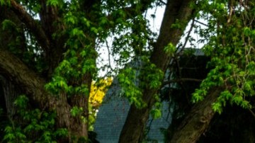 Ford F-150 2021 / Foto: Ford