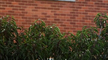 McLaren P1 LM. / Foto: Wikicommons.