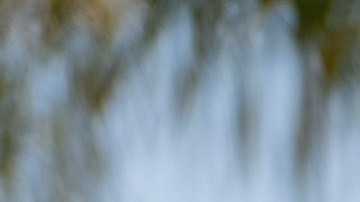 Telluride Nightfall Edition Black / Foto: Kia