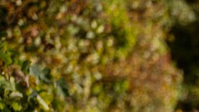 Ford F-150 Tremor 2021