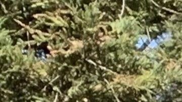 Lo que sabemos del Hyundai Elantra N 2022