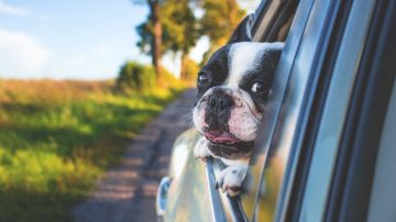 El 'Modo Perro' de los autos de Tesla busca proteger a las mascotas a bordo.