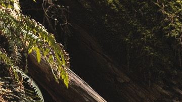 Toyota 4Runner 2021. / Foto: Cortesía Toyota.