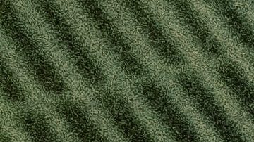 Moho en el auto / Foto: Unsplash