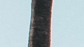 Acá podrás conseguir los mejores autos usados de Los Ángeles