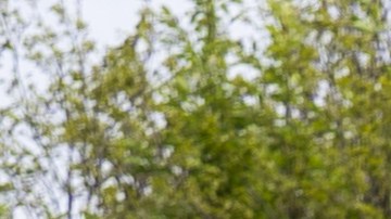 Foto de los nuevos modelos Alpine