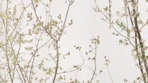 cual es el auto mas caro del mundo