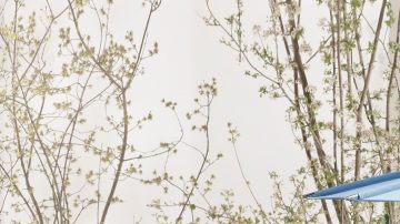 cual es el auto mas caro del mundo