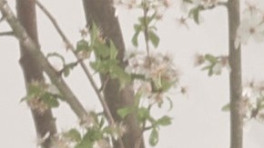 Rolls-Royce Boat Tail