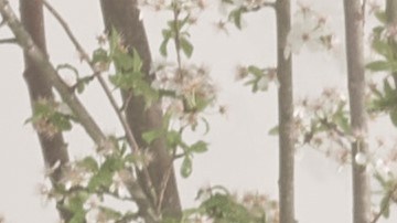 Rolls-Royce Boat Tail