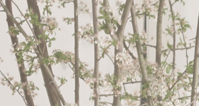 Rolls-Royce Boat Tail