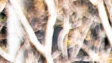 Mustang rojo / Foto: Unsplash