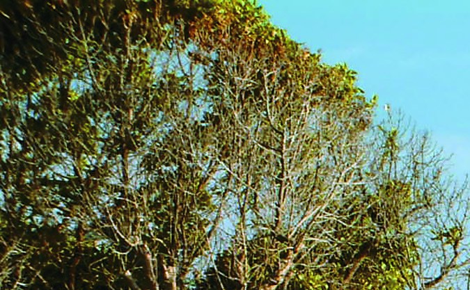 Comprar un auto usado muy barato