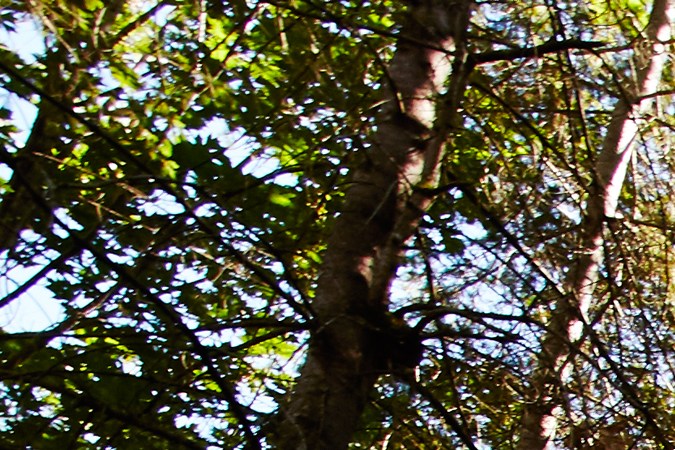 Toyota Land Cruiser 2019