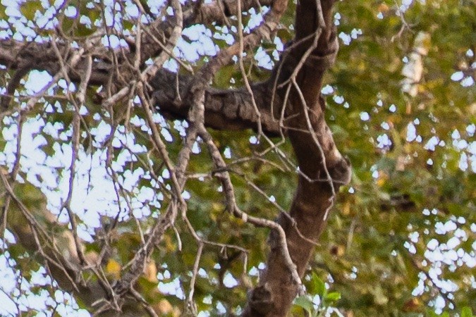 Toyota Tacoma Trail Edition 2022