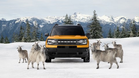 Foto de la Ford Bronco 2021 rodeada de cabras