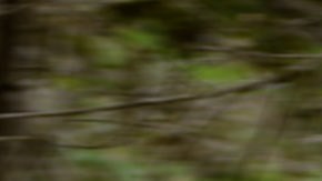 Foto de la F-150 Lightning de Ford en un bosque