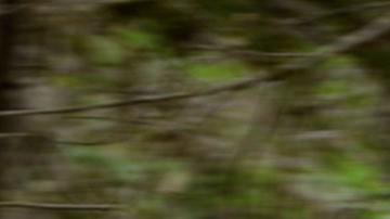 Foto de la F-150 Lightning de Ford en un bosque