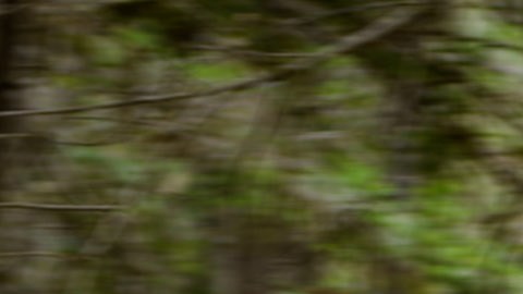Foto de la F-150 Lightning de Ford en un bosque