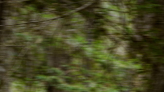 Foto de la F-150 Lightning de Ford en un bosque