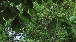 auto-caravana-remolque