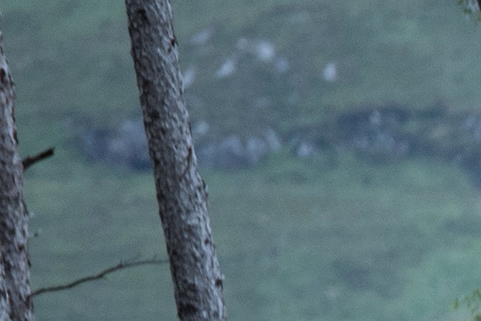 Range Rover SVR Bond