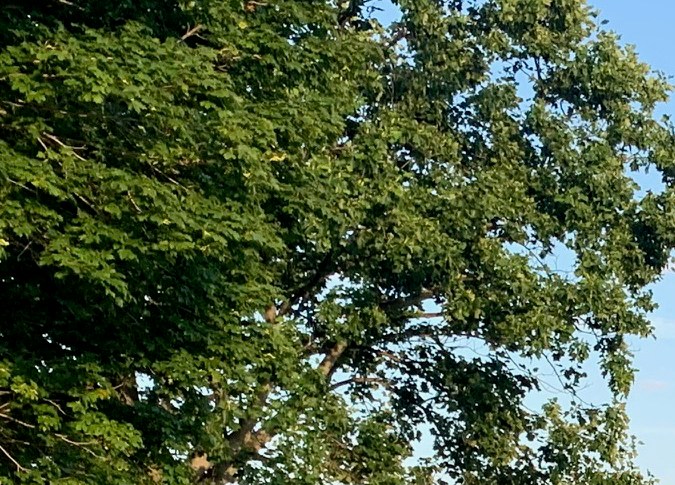 El Volkswagen ID.4 se ofrece en seis colores: blanco glacial metálico, negro Mythos metálico, gris Moonstone, plata metálico, azul Dusk metálico y rojo King metálico.