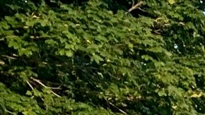 El Volkswagen ID.4 se ofrece en seis colores: blanco glacial metálico, negro Mythos metálico, gris Moonstone, plata metálico, azul Dusk metálico y rojo King metálico.