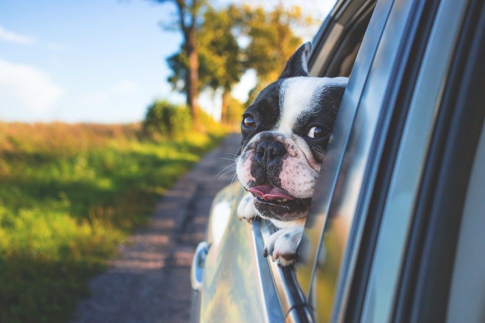 perro a bordo de un automóvil