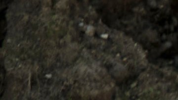 Ford Bronco Eruption Green