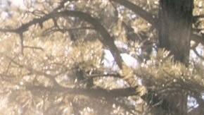 Ford Explorer Timberline 2021