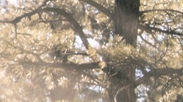 Ford Explorer Timberline 2021