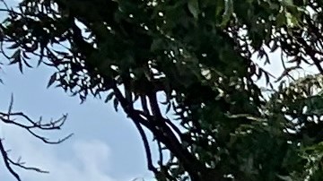 Toyota Corolla Cross LE de tracción delantera color perla.