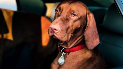 Perros viajando seguro