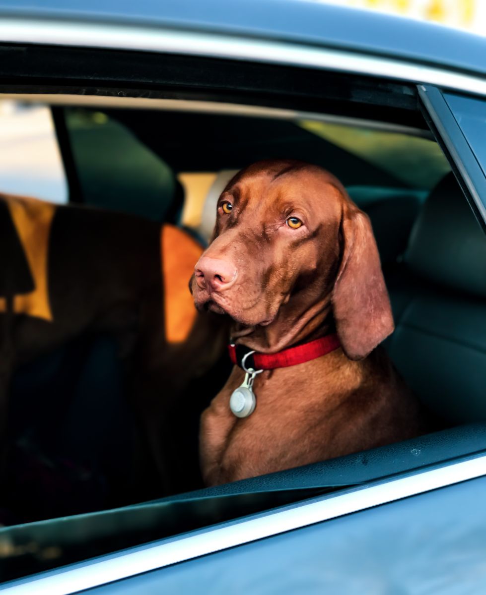 Los perros también deben de llevar cinturón de seguridad.