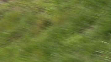 El Hyundai Elantra N se ofrecerá en cinco colores: azul claro, azul oscuro, negro, blanco y gris.