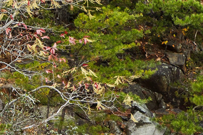 Volkswagen Jetta GLI 2022