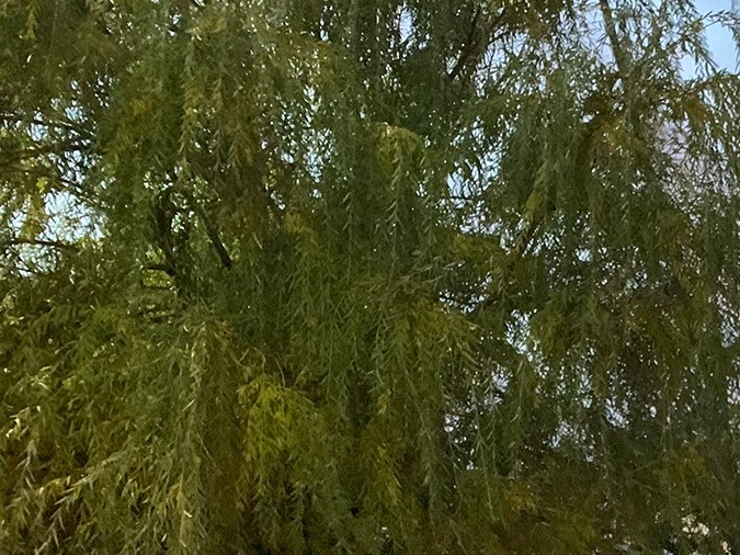 El Civic Hatchback es un auto con un techo bajo que lo hace más aerodinámico y le permite un buen balance en el paso por curva.