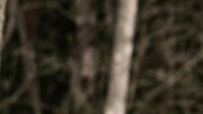 autos abandonados jardin (2)