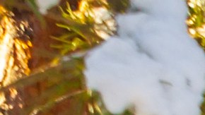 Tesla sobre la nieve.