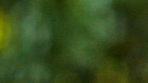 titulo Limon auto amarillo