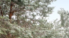 Chevrolet Silverado Realtree Edition