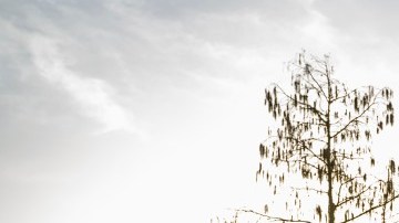 Ford Bronco Everglades 2022