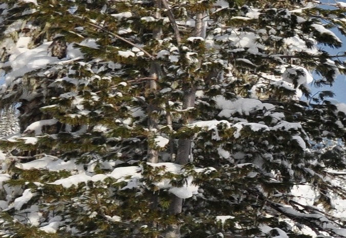 Jeep Grand Cherokee L con paquete Limited Black