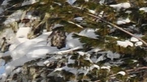 Jeep Grand Cherokee L con paquete Limited Black