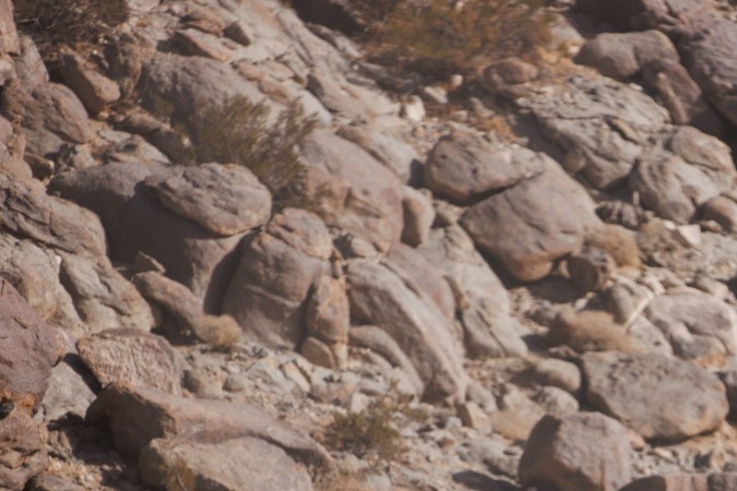 Ford Bronco en carrera todoterreno