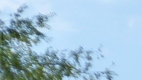 Foto de autobuses escolares estacionados