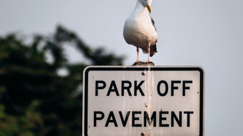 Gaviota sobre señalamiento.