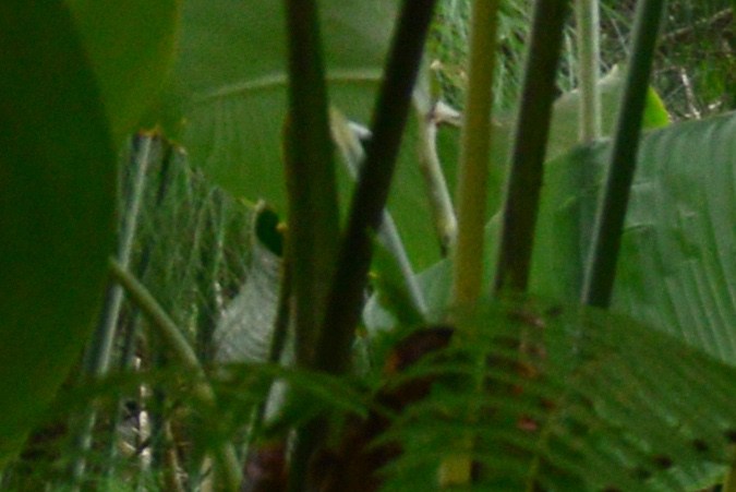 carros alegoricos primavera​
